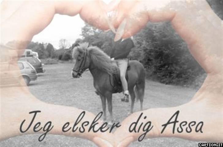 Islænder Assa fra Himlingøje billede 14