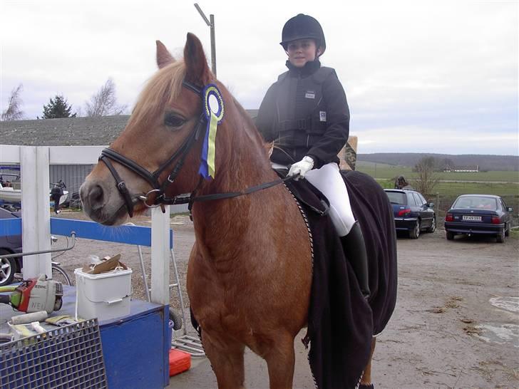 Welsh Cob (sec D) rico :(solgt): - lige efter vi havde været inde på banen... 30 cm fejlfri så vi fik en fin rosette :D billede 13