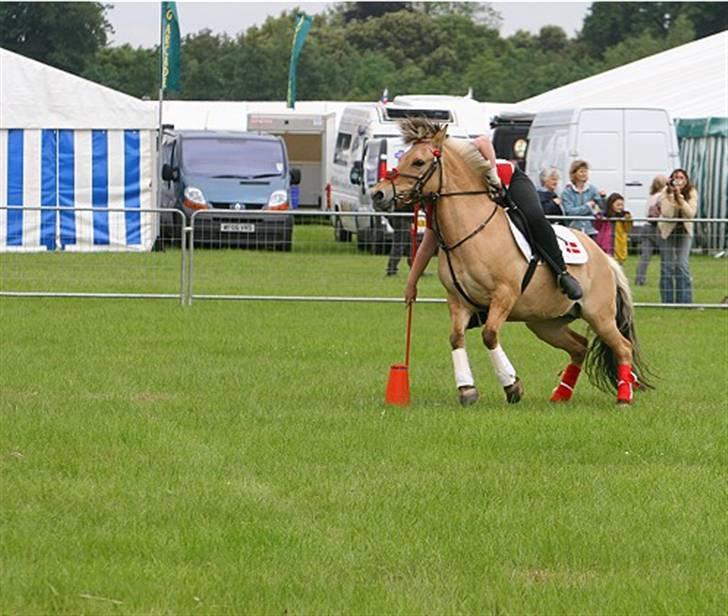 Fjordhest Klokkeblomst   * Solgt* billede 10