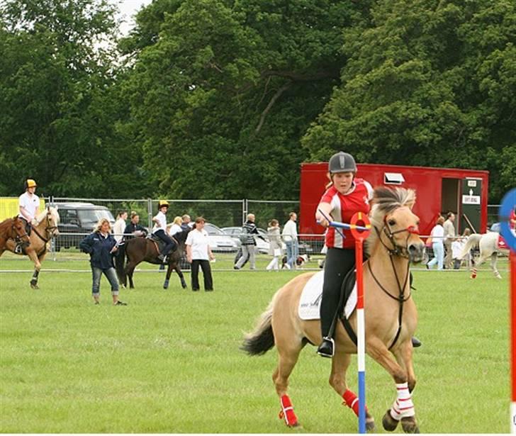 Fjordhest Klokkeblomst   * Solgt* billede 11
