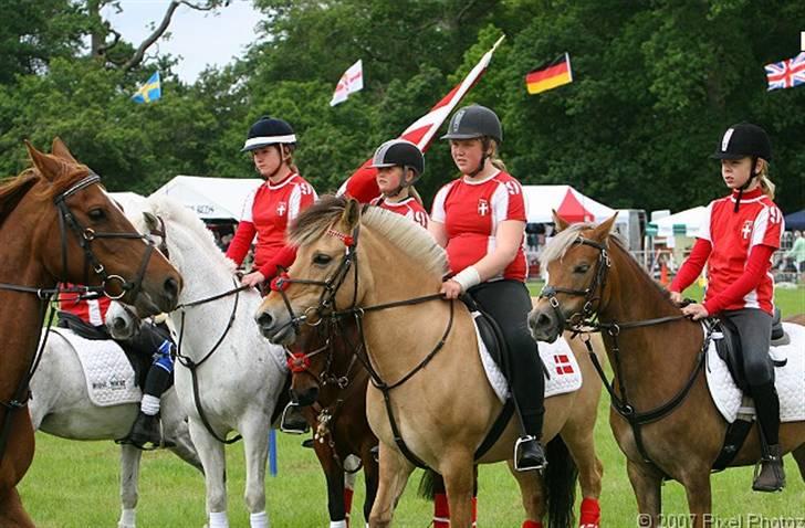 Fjordhest Klokkeblomst   * Solgt* billede 12