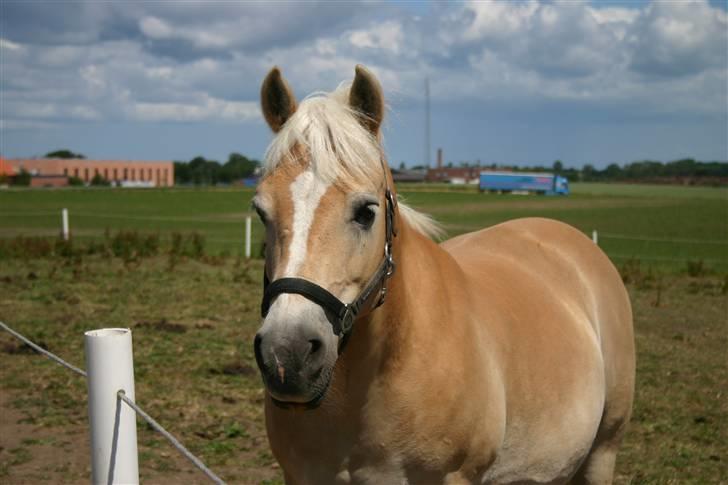 Haflinger Guldborggaard's Nero billede 12