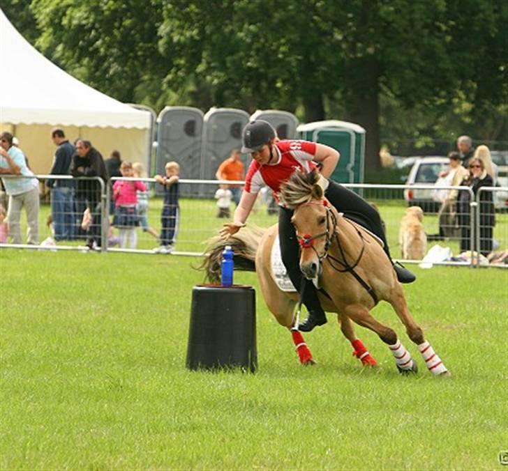 Fjordhest Klokkeblomst   * Solgt* billede 13