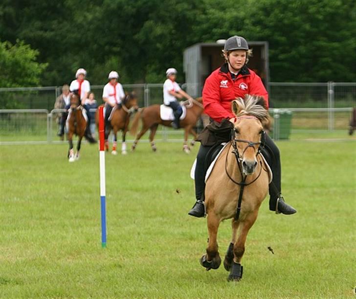 Fjordhest Klokkeblomst   * Solgt* billede 14