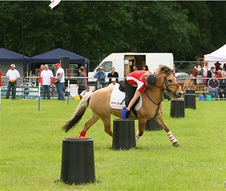 Fjordhest Klokkeblomst   * Solgt* billede 15