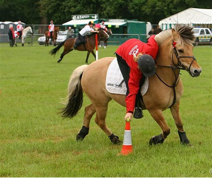 Fjordhest Klokkeblomst   * Solgt* billede 16