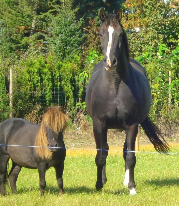 Shetlænder Mini Pony. billede 18