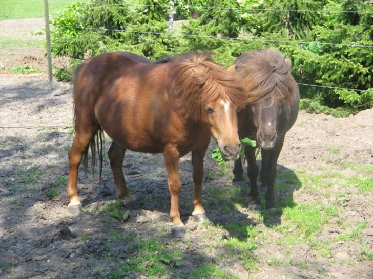 Shetlænder Mini Pony. billede 19