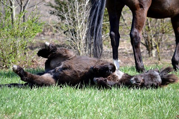 Shetlænder Mini Pony. - 09.04.11 billede 20