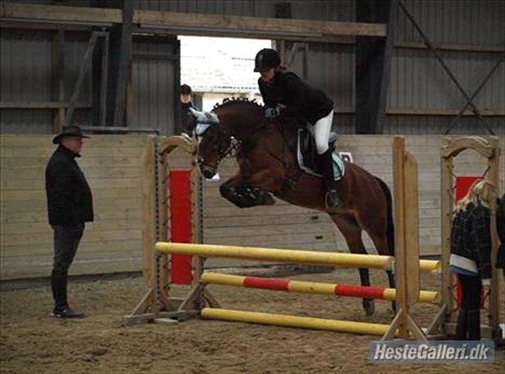 Anden særlig race | Cantos Caballero - 1# Velkommen til Cantos-profil!!  GO TUUS! F*** Den pony er kapacitet =O. LC(80cm) på ØSR Tjek også lige vores lyseblå outfit :P - 21 marts 09 Foto: Josefine Madsen/Doggy xD TAK! billede 2