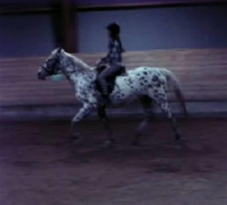 Appaloosa Ilja - R.I.P - #8. Ilja i trav - igen igen (: billede 6