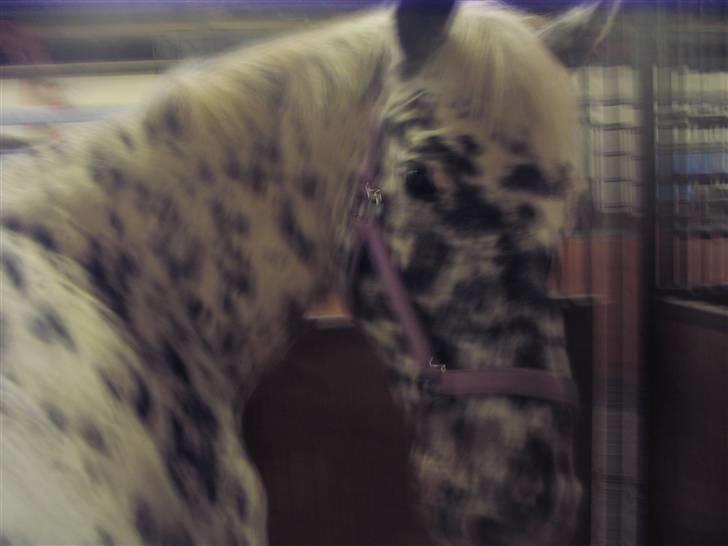 Appaloosa Ilja - R.I.P - #9. Lidt sløret? billede 7