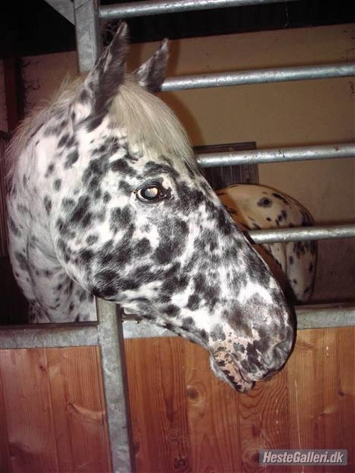 Appaloosa Ilja - R.I.P - #10. "Ohh, hvor floot" :D Lavet af Mathilde H, tak :D billede 8