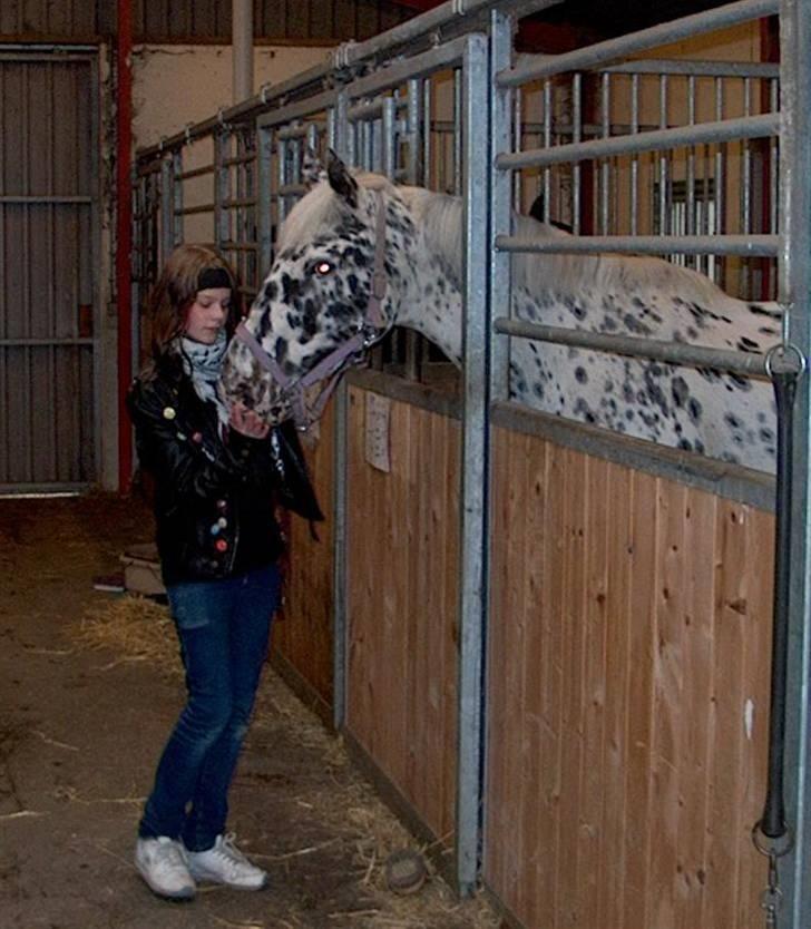 Appaloosa Ilja - R.I.P - #11. Vores specielle bånd. billede 9