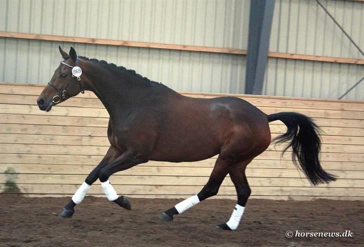 Dansk Varmblod Lanziana DH - Hendes fine galop <3 :) billede 8