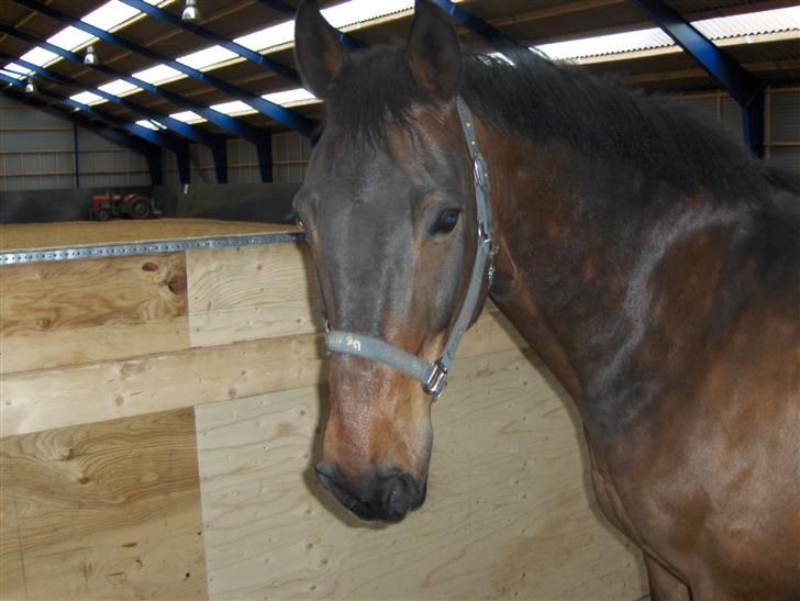 New Forest Kenzo Amarine  - han er bare så dejlig, jeg har haft ham i 2.5 år og han er bare blevet sødere... vi starter ikk ret mange stævner, men hvis nu der er et lille hygge stævne vil vu gerne med, for at se hvor langt ve er nådet!  billede 2