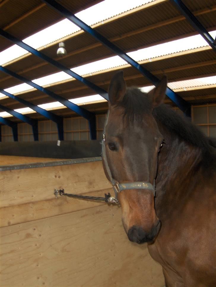 New Forest Kenzo Amarine  - er han ikk bare skøn??? billede 3