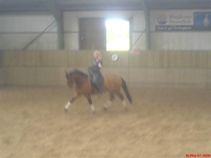 DSP Cavalie's Spunky Dancer - Taget med mobil (: - da jeg havde ham (: billede 11
