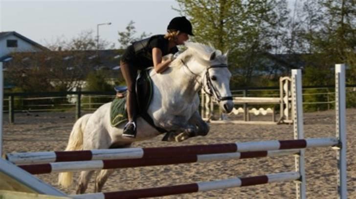 Connemara | Maximilian  - Okser til træning.. foto: Alex billede 2
