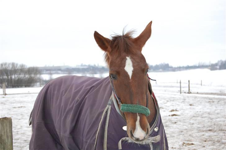 Anden særlig race Ryans May Lady billede 7