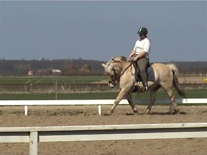 Fjordhest Dybdals Kasmir 8602488 - Dybdals Ksamir og mig billede 1