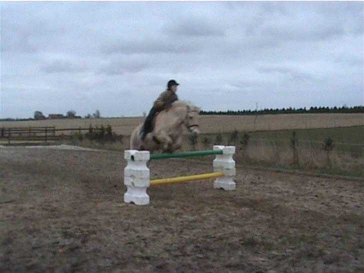 Fjordhest Dybdals Kasmir 8602488 - Kasmir springer med patrick billede 2