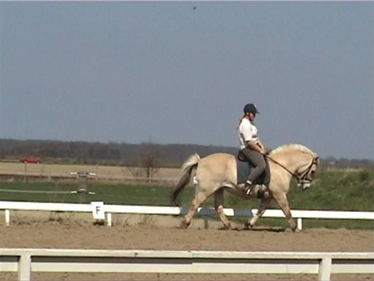 Fjordhest Dybdals Kasmir 8602488 - Kasmir og mig 2004 billede 6