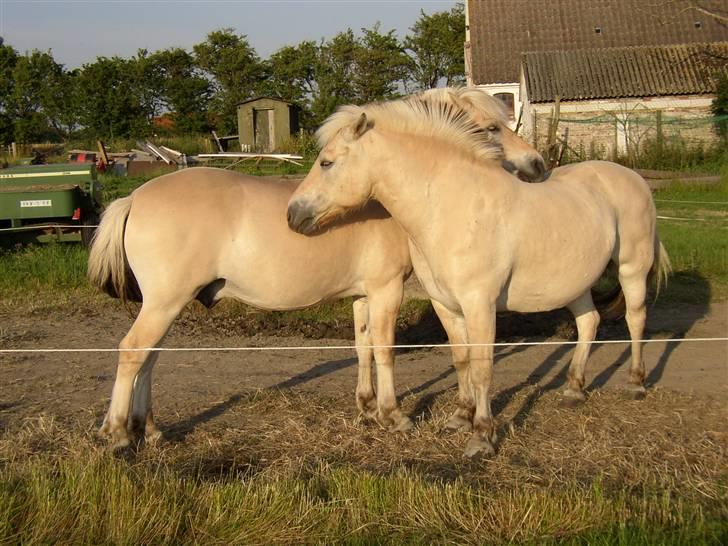 Fjordhest Dybdals Kasmir 8602488 - Kasmir og Mosegårdens Ask, sommergræs 2005 billede 7