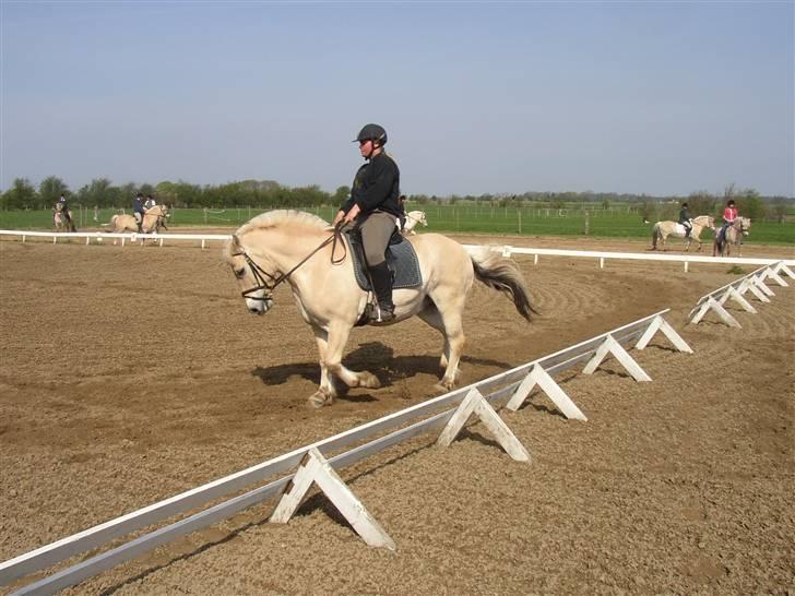 Fjordhest Dybdals Kasmir 8602488 - ring og rid på østergård i søllested billede 8