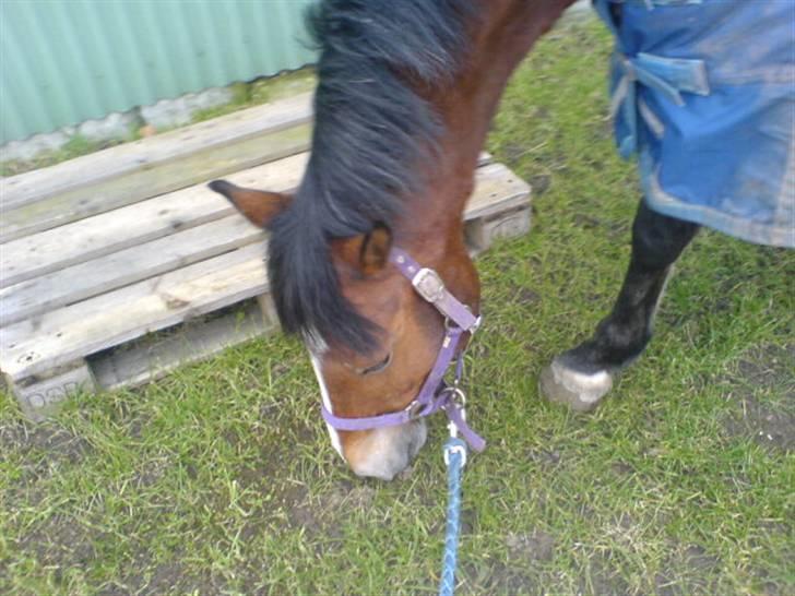 Hollandsk Sportspony El Diamond van de Dikel  - du er verdens bedste pony :) håber du har det godt hos din nye ejer <3 billede 10