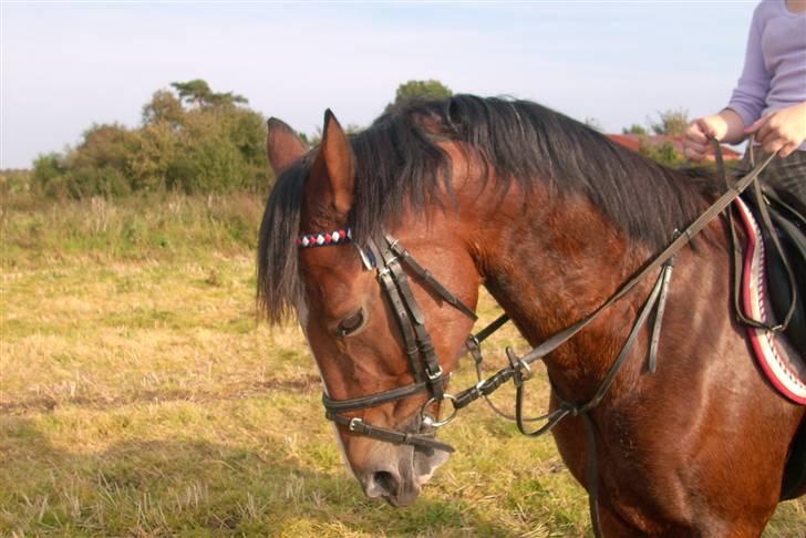 Hollandsk Sportspony El Diamond van de Dikel  - du er så smuk og sød! du er bare min yndlings pony !! billede 15