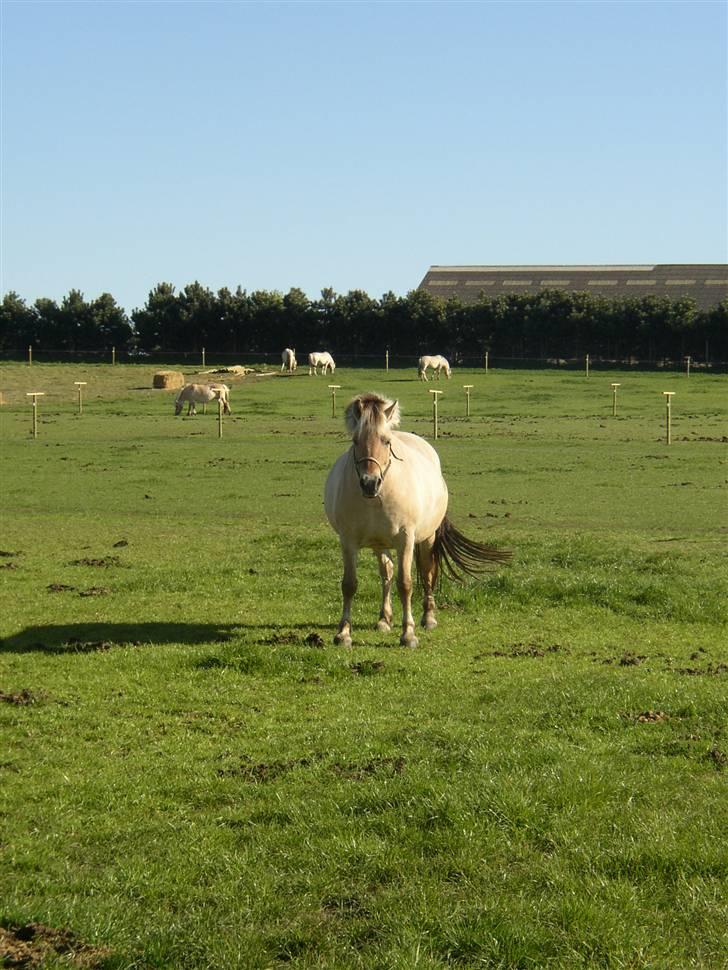 Fjordhest Tea Halsnæs EFJ9348  billede 11