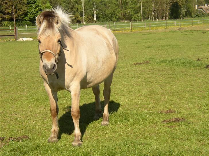 Fjordhest Tea Halsnæs EFJ9348  billede 12