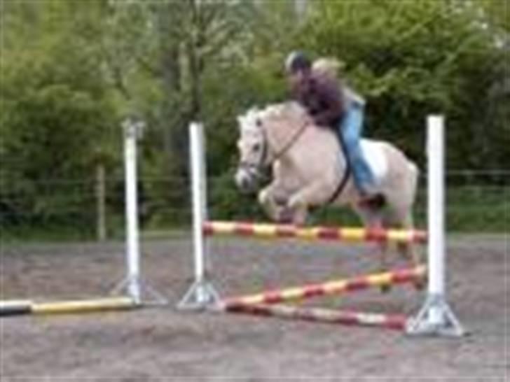 Fjordhest Dybdals Kasmir 8602488 - Kasmir og Jeg, Bindernæs stævne billede 10