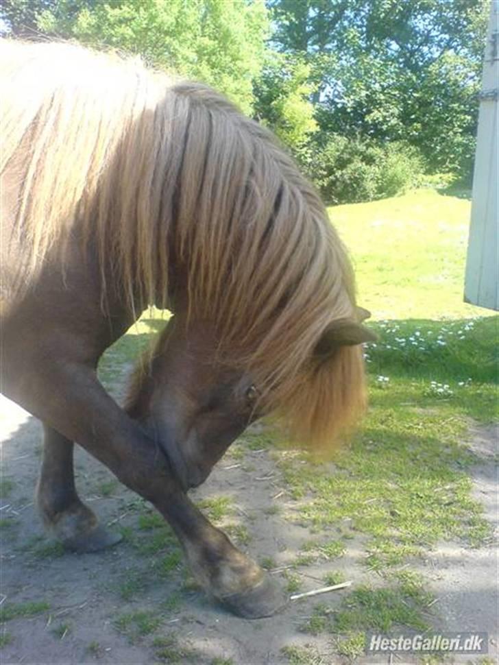 Shetlænder Carlo  billede 9