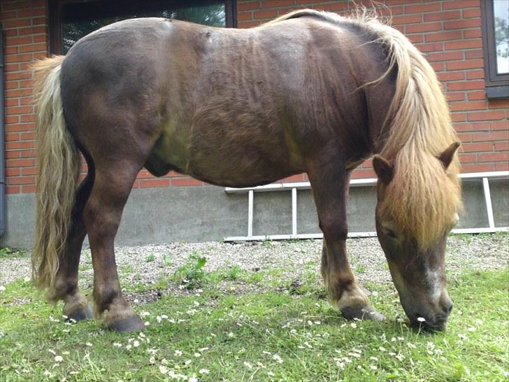 Shetlænder Carlo  - NYT billede 10