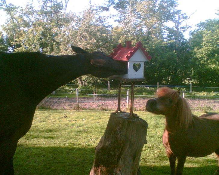 Shetlænder Carlo  - kan ikke nå "SNOPPY & SNUSKE" billede 11