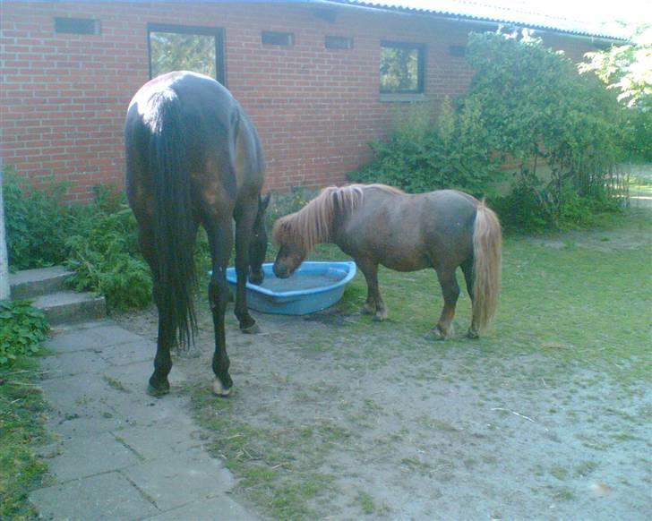 Shetlænder Carlo  - olsen og jesper billede 12