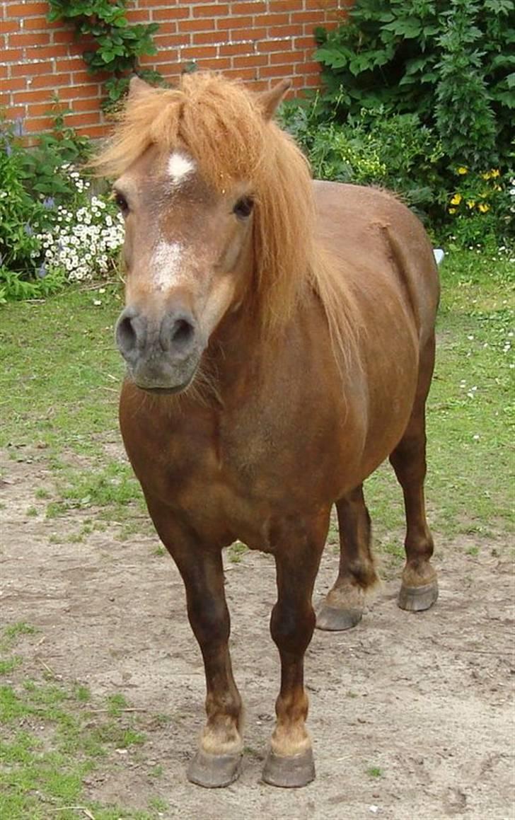 Shetlænder Carlo  - NYT billede 13