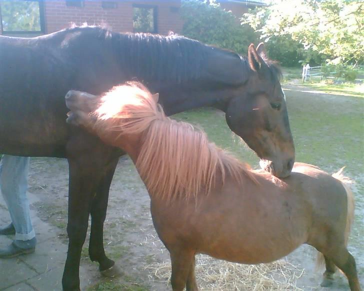 Shetlænder Carlo  - gnubbe gnubbe billede 14