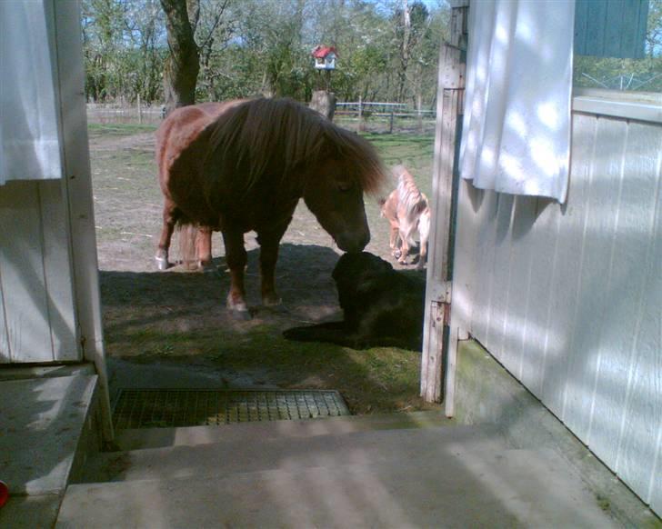 Shetlænder Carlo  - olsen slikker på tulle billede 15