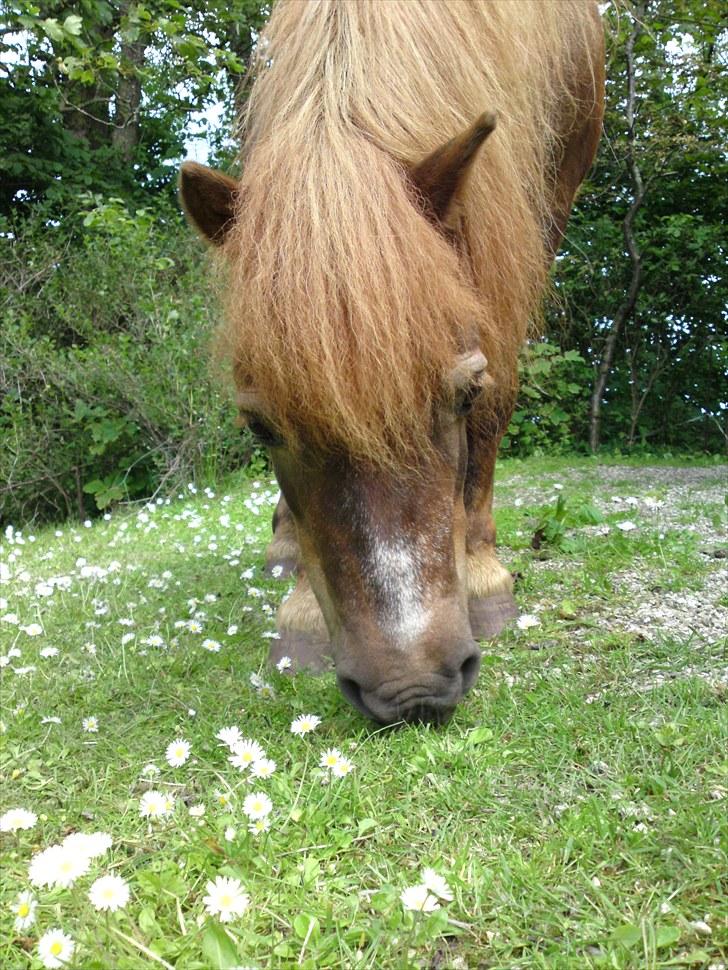 Shetlænder Carlo  - NYT billede 16