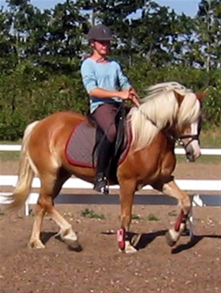 Tyroler Haflinger Lizette (RIP) - Lizette med super rytteren Pernille på ;o)) billede 1