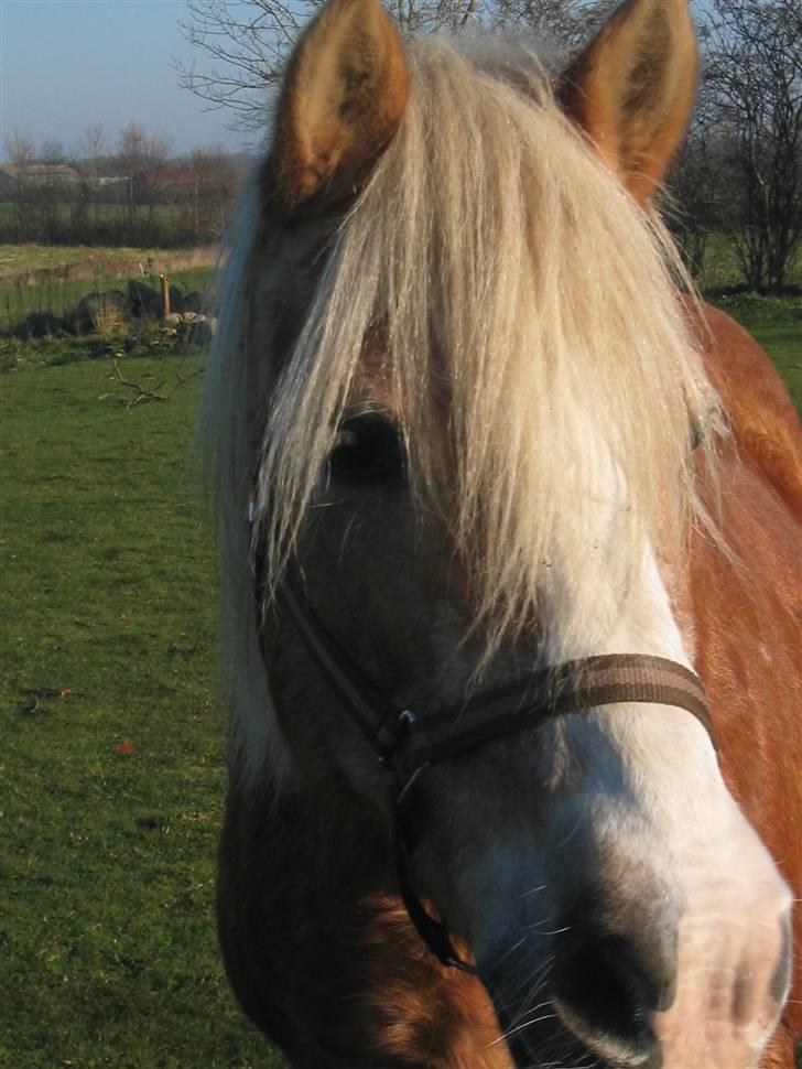 Tyroler Haflinger Lizette (RIP) - Min nye smukke, dejlige og rare hest billede 2