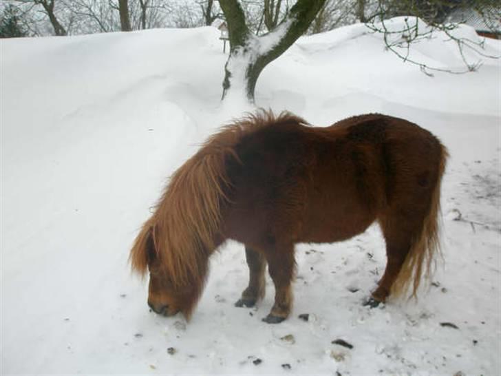 Shetlænder Carlo  billede 17