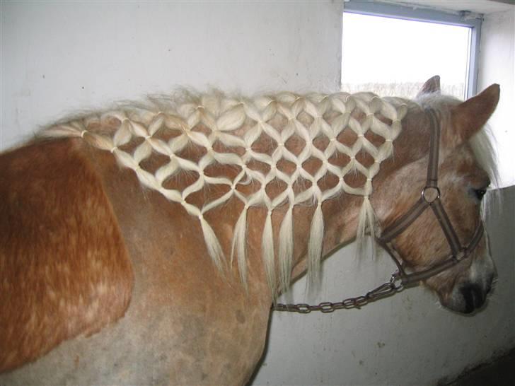 Tyroler Haflinger Lizette (RIP) - Med hjælp fra andre brugere på HG kunne jeg køre ud og lave dette spind...jeg synes selv jeg er sluppet ret godt fra min første prøve...det skal lige siges at det på dette billede er et dogn gammel, så det er lidt løsere end da det lige var lavet billede 4