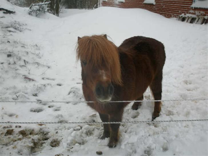 Shetlænder Carlo  billede 18