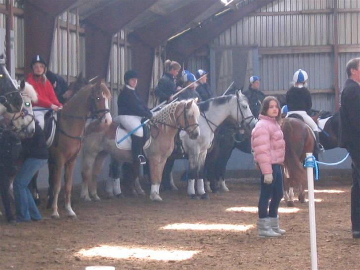 Tyroler Haflinger Lizette (RIP) - Se lige hvor flot min ellers stive hest står...og helt stille og pænt... billede 5