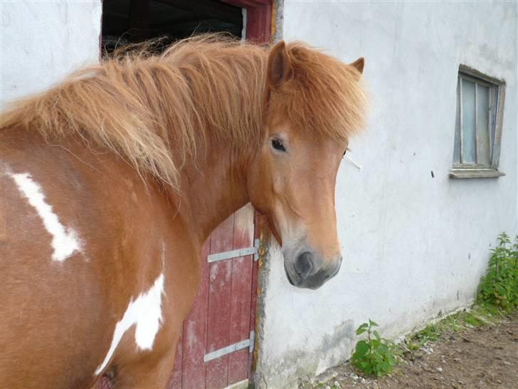 Islænder Saga fra Ankerly billede 6