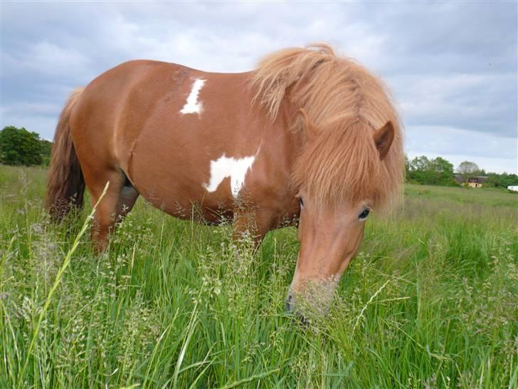 Islænder Saga fra Ankerly billede 7